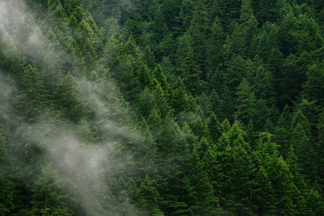 Brume matinale sur la forêt