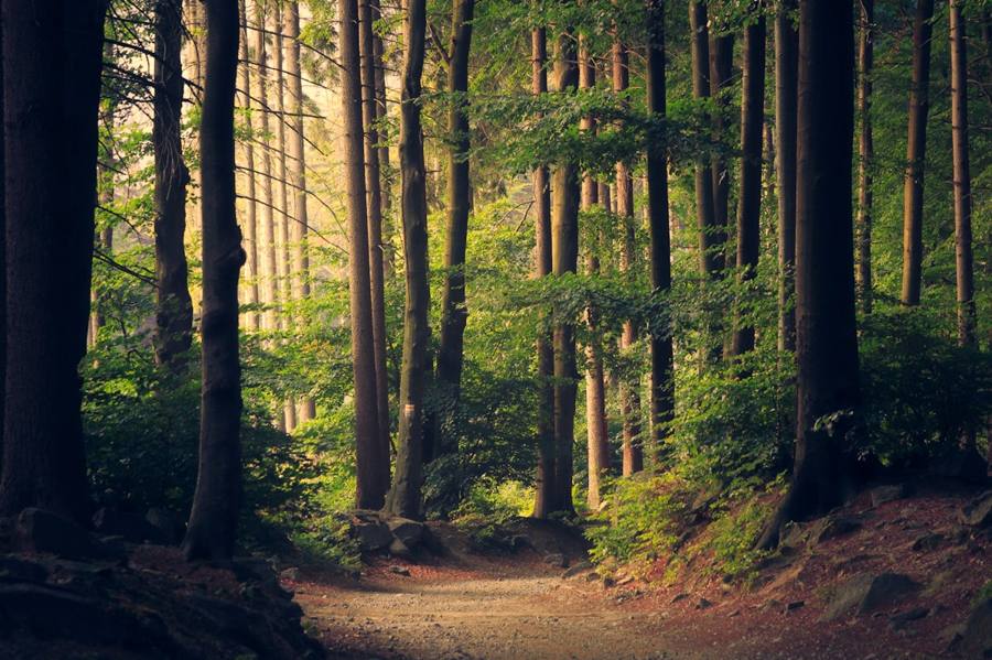 Sentier lumineux traversant une forêt verdoyante