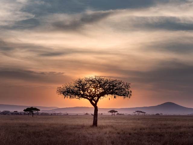 Arbre solitaire dans la savane au crépuscule