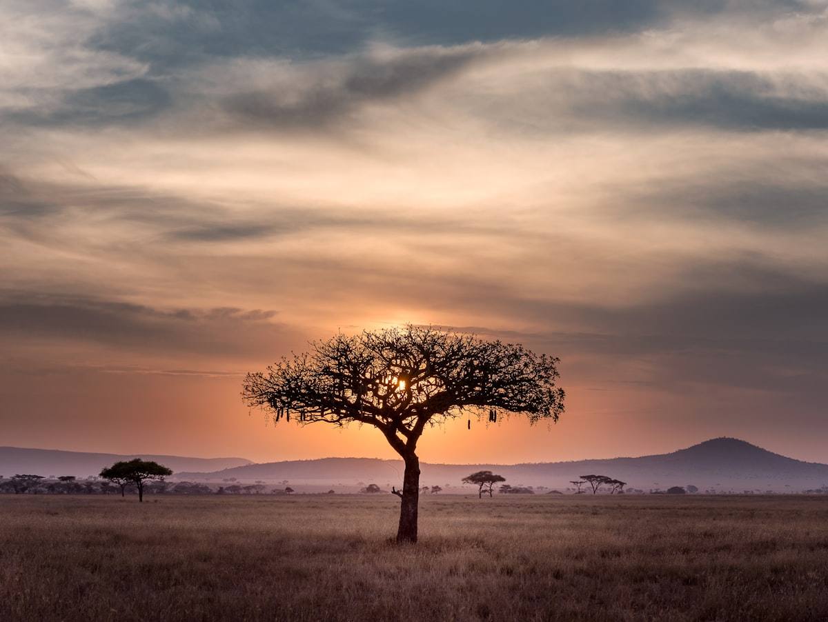 Arbre majestueux dans la savane au coucher du soleil