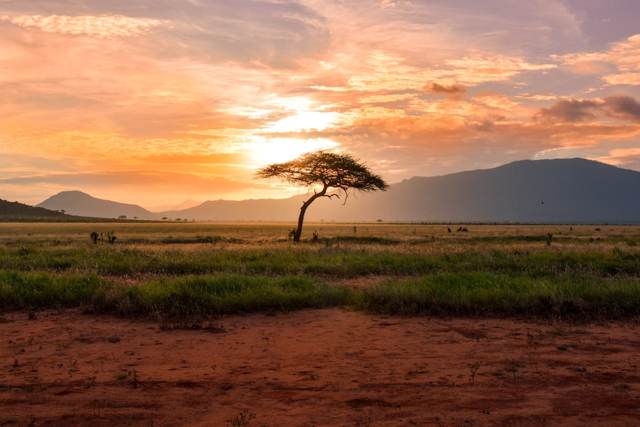 Coucher de soleil doré sur la savane